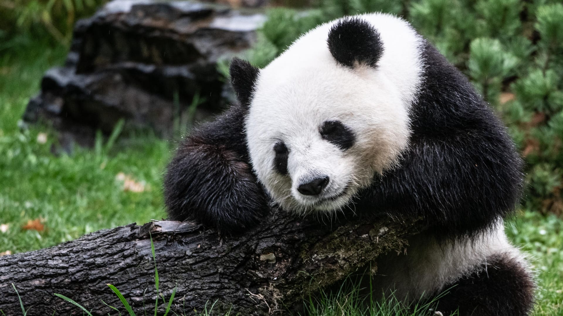 Pandabärin Meng Meng lehnt sich an einen Baustamm.