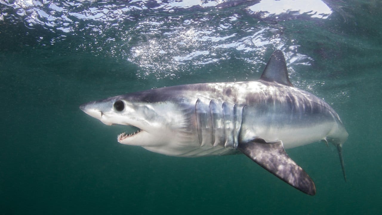 Auch der Makohai, einer der schnellsten Fische der Weltmeere, soll besser geschützt werden.