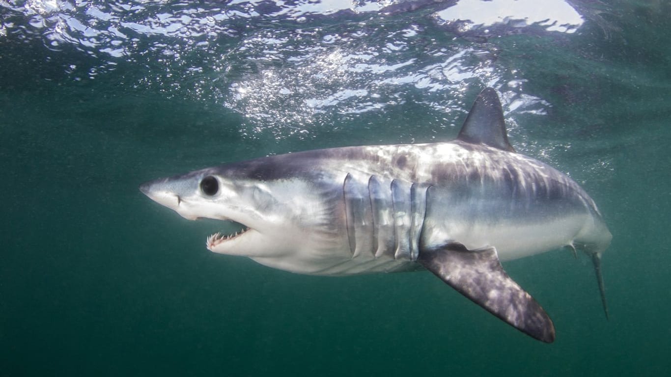 Auch der Makohai, einer der schnellsten Fische der Weltmeere, soll besser geschützt werden.