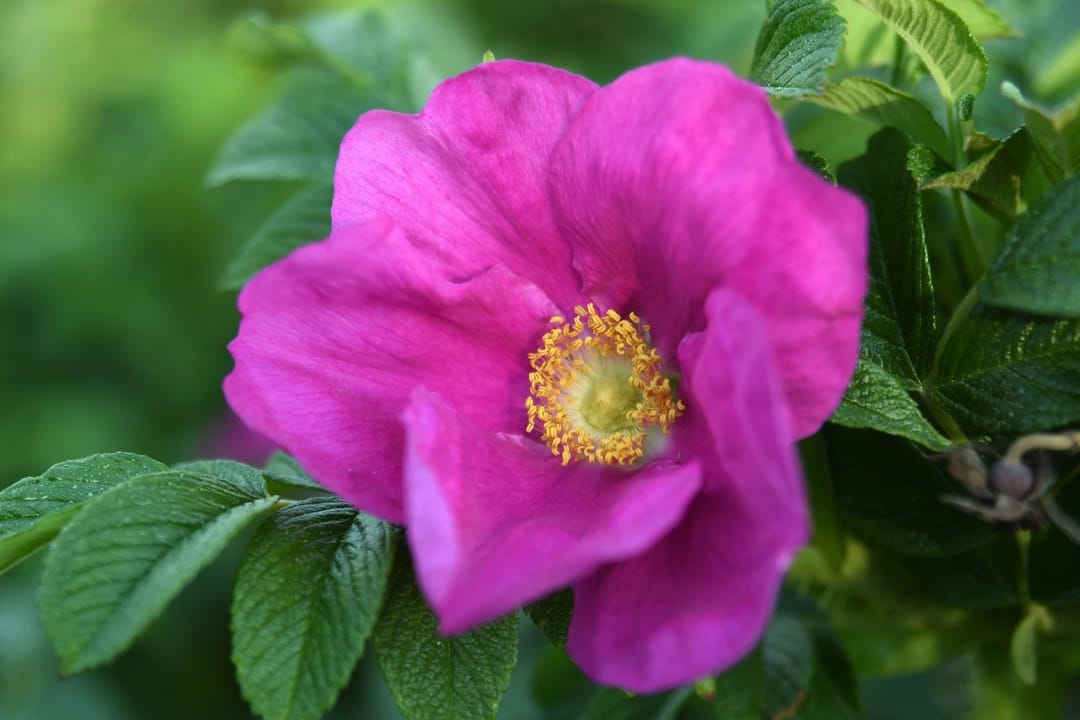 Kartoffelrose (Rosa rugosa)