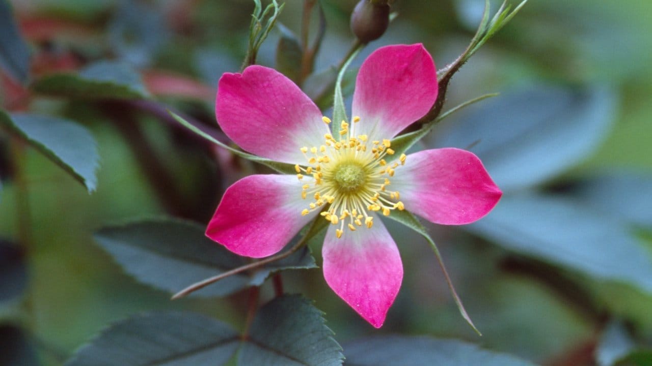 Hechtrose (Rosa glauca)
