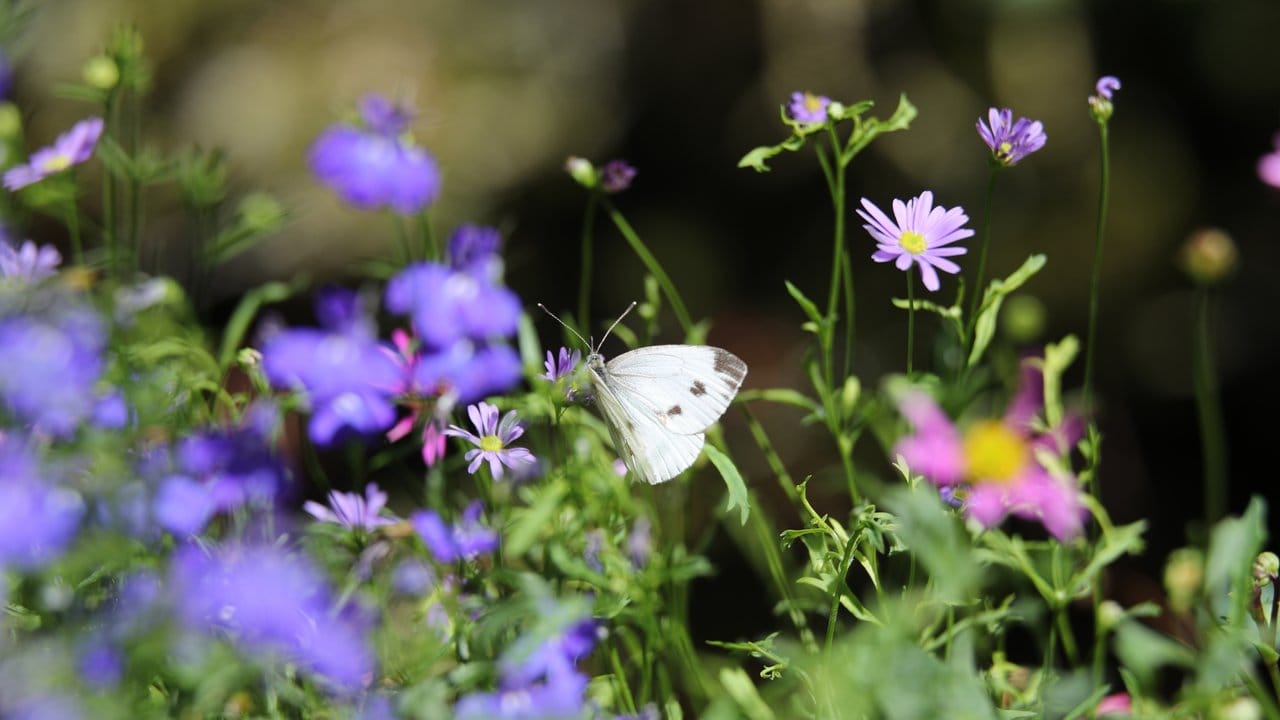 In einem naturnahen Garten gibt es mehr als nur Bienen - auch andere Insekten wie der Kohlweißling sollen Futter finden. In einem naturnahen Garten gibt es mehr als nur Bienen - auch andere Insekten wie der Kohlweißling sollen Futter finden.
