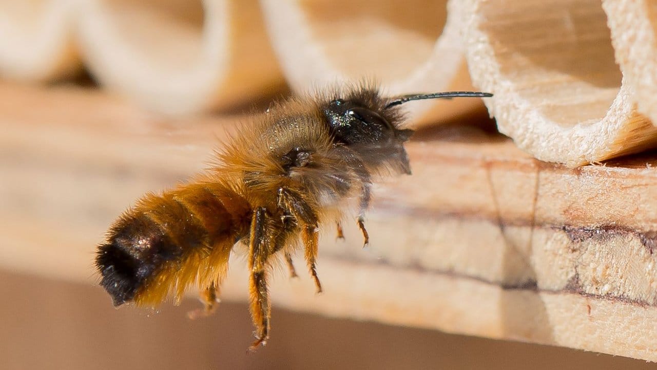 Mancher Hersteller bietet nicht nur Insektenhäuschen an, sondern liefert auch die Tiere mit. Mancher Hersteller bietet nicht nur Insektenhäuschen an, sondern liefert auch die Tiere mit.
