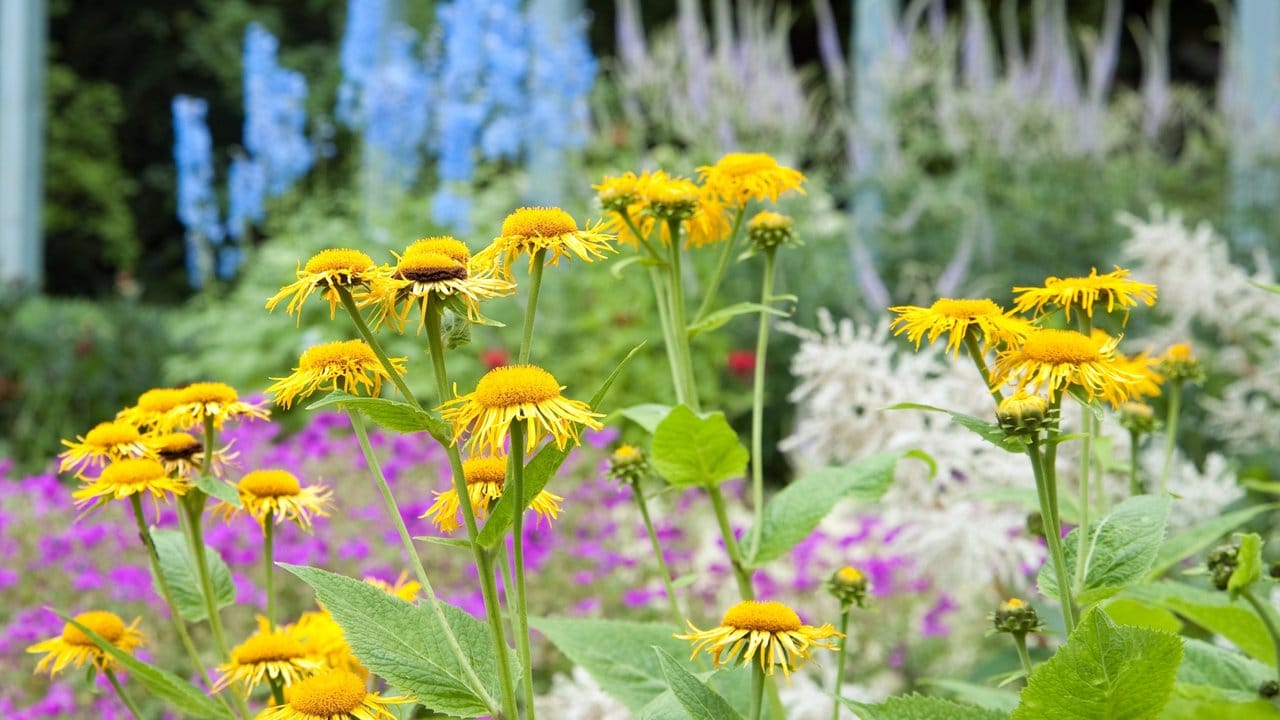 Nach wie vor ein großer Gartentrend: Insektenfreundliche Pflanzen. Nach wie vor ein großer Gartentrend: Insektenfreundliche Pflanzen.