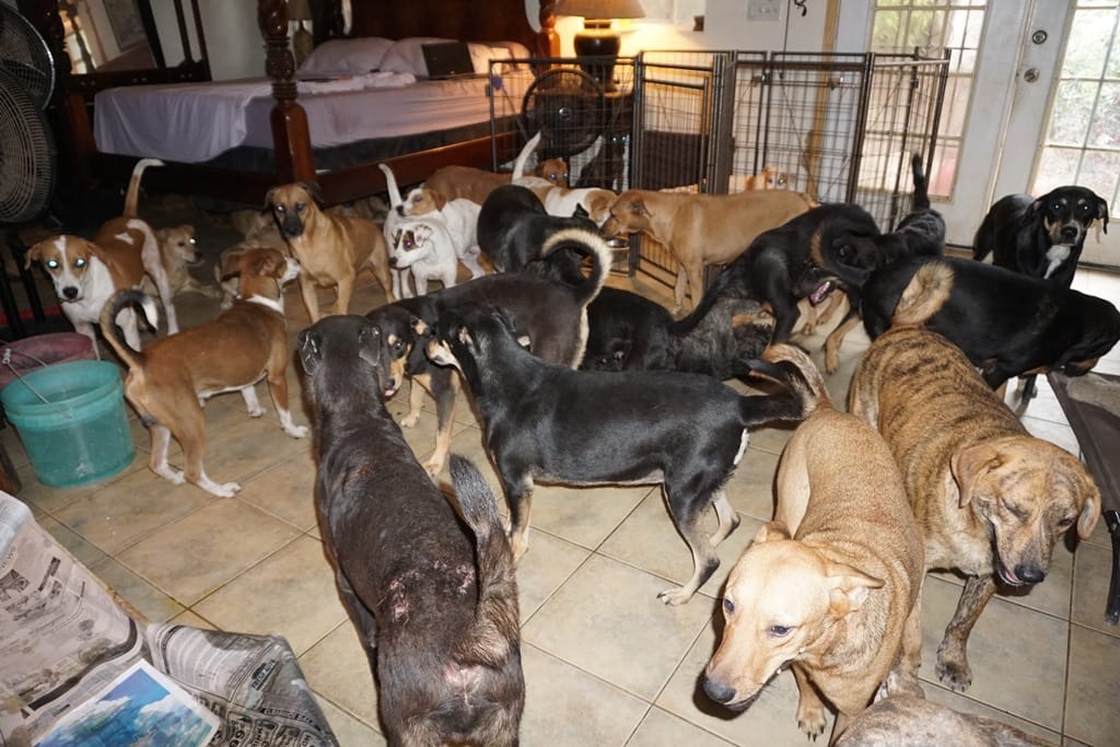 Für so viele Hunde kommen einige Kosten zusammen: Futter, Reinigungsmittel und auch ein Tierarzt kosten Geld.