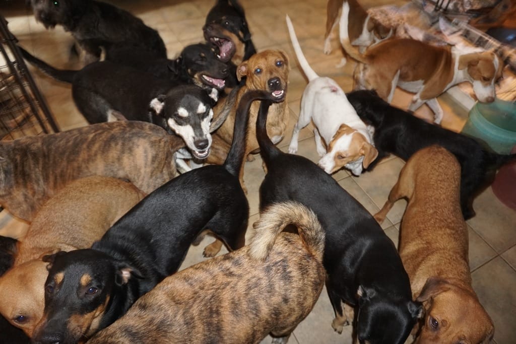 Bei Chella Phillips herrscht nun Chaos. Knapp hundert Straßenhunde hat sie in ihrem Haus untergebracht.