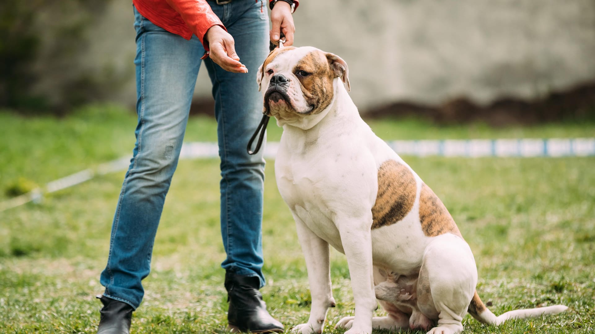 American Bulldog