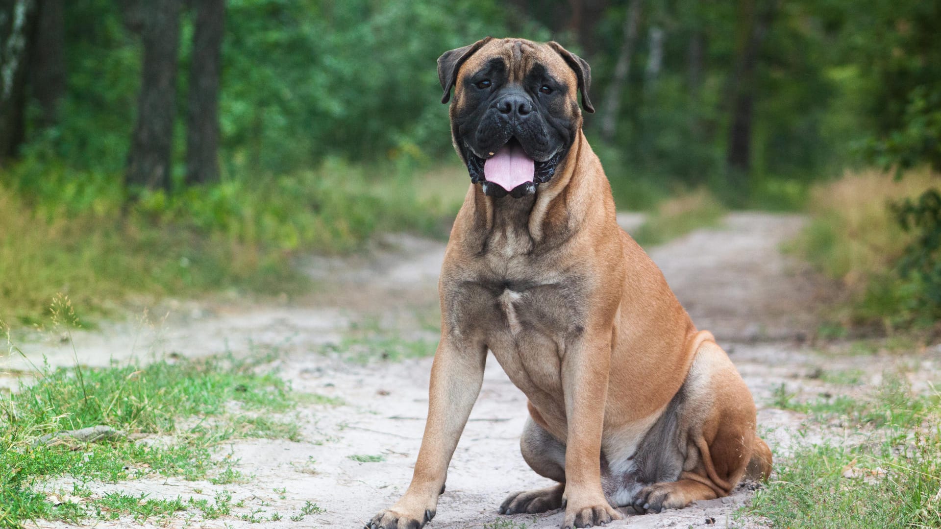 Bullmastiff