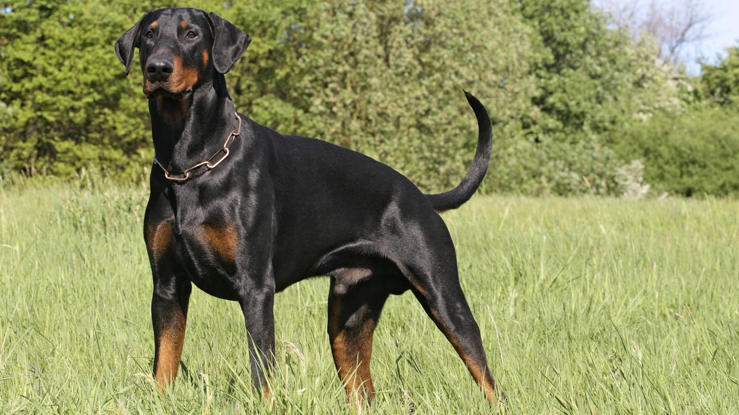 Dobermann