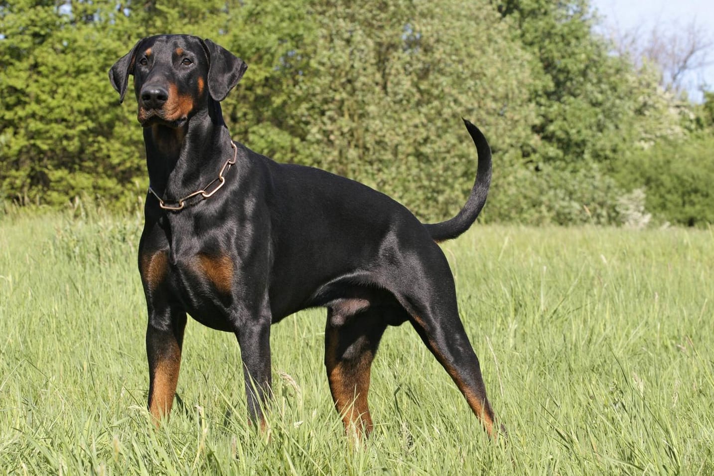 Dobermann