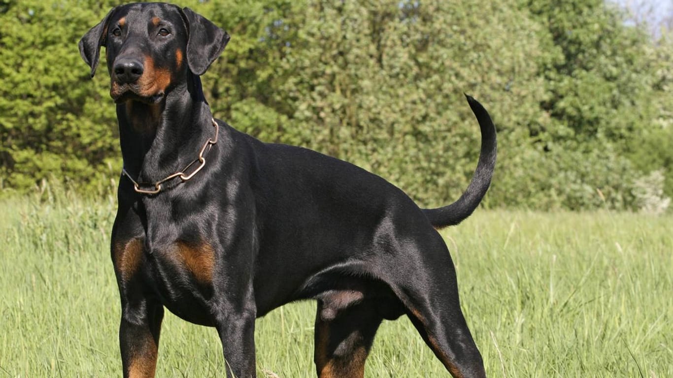 Dobermann