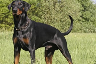 Dobermann