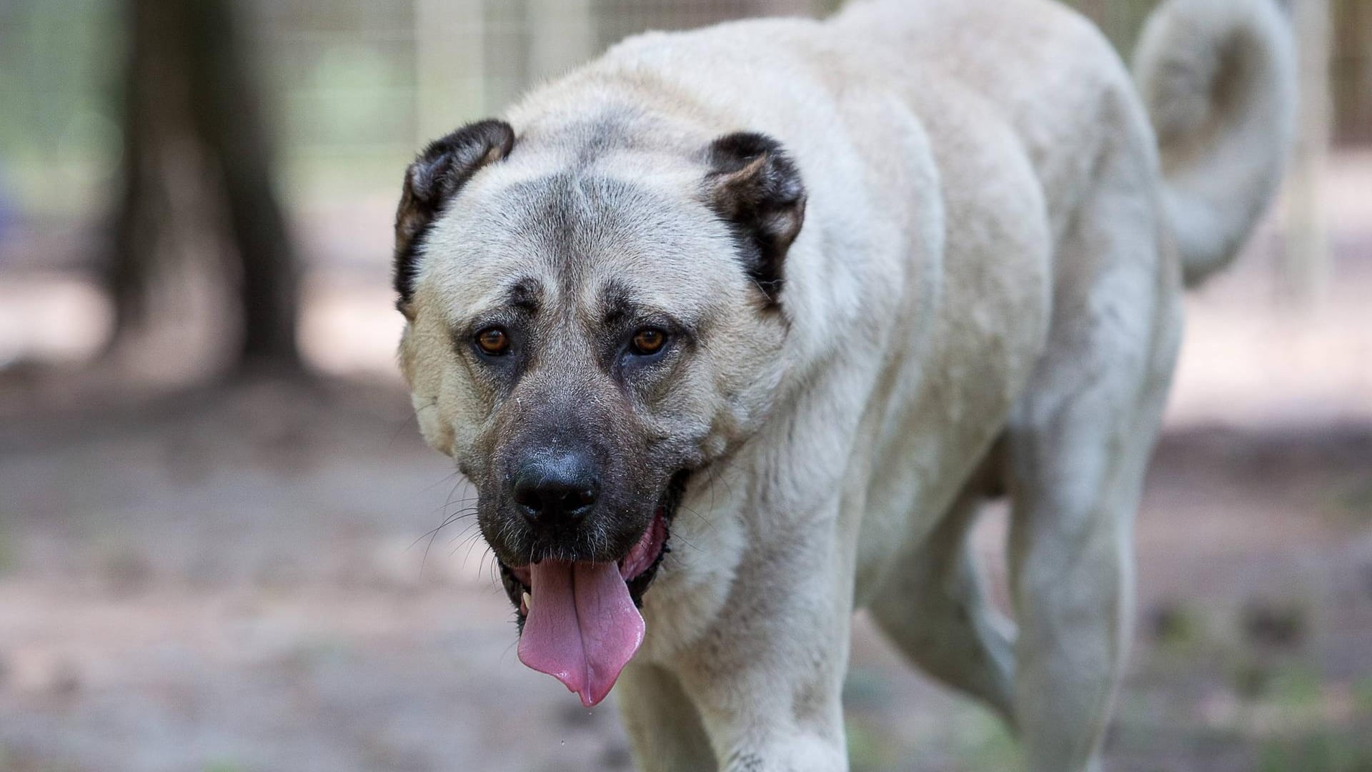 Ein Kangal (Symbolbild): Die Hunde können bis zu 60 Kilo schwer werden. Ein Kangal (Symbolbild): Die Hunde können bis zu 60 Kilo schwer werden.