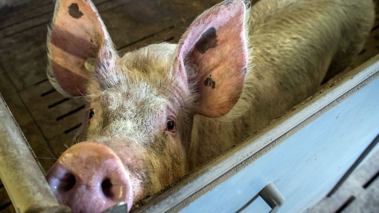 Ein neues Logo soll zeigen, wenn Schweinefleisch aus besserer Tierhaltung stammt - wenn Bauern freiwillig mitmachen.