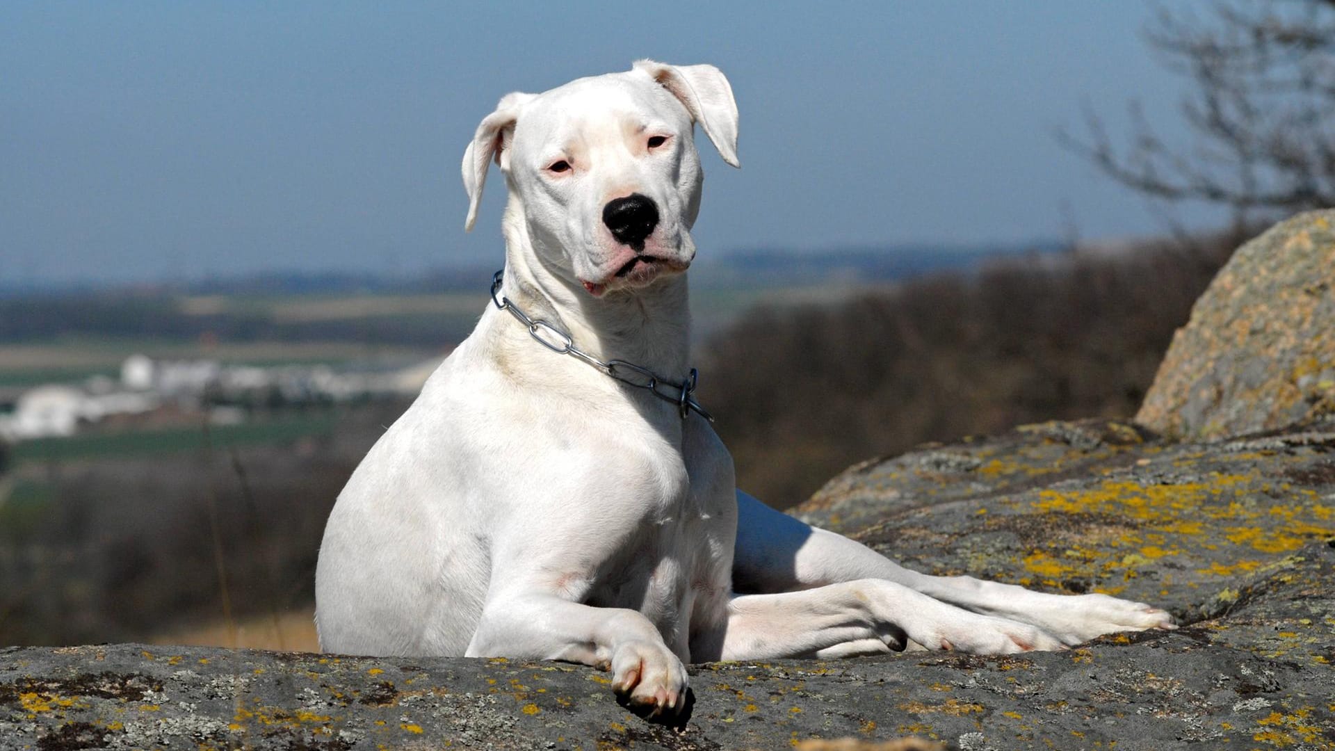 Dogo Argentino Dogo Argentino