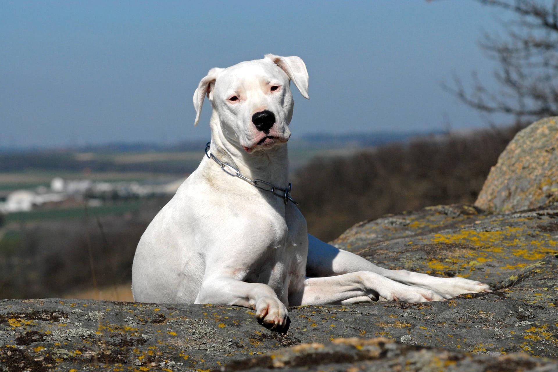 Dogo Argentino