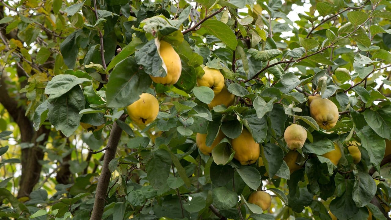 Der Quittenbaum ist sehr robust gegenüber Krankheiten und Schädlingen - sogar robuster als die eng mit ihm verwandten Apfel- und Birnenbäume. Der Quittenbaum ist sehr robust gegenüber Krankheiten und Schädlingen - sogar robuster als die eng mit ihm verwandten Apfel- und Birnenbäume.