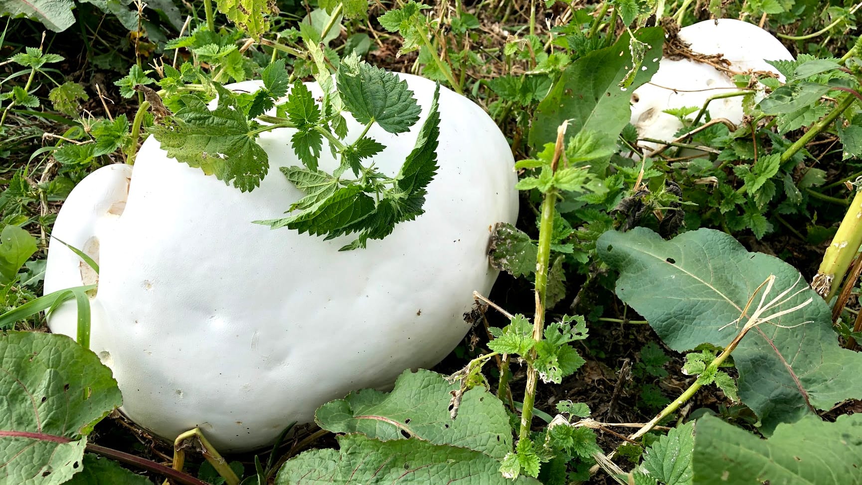 Riesenbovist: Die großen Pilz können über einen Kilo schwer werden.