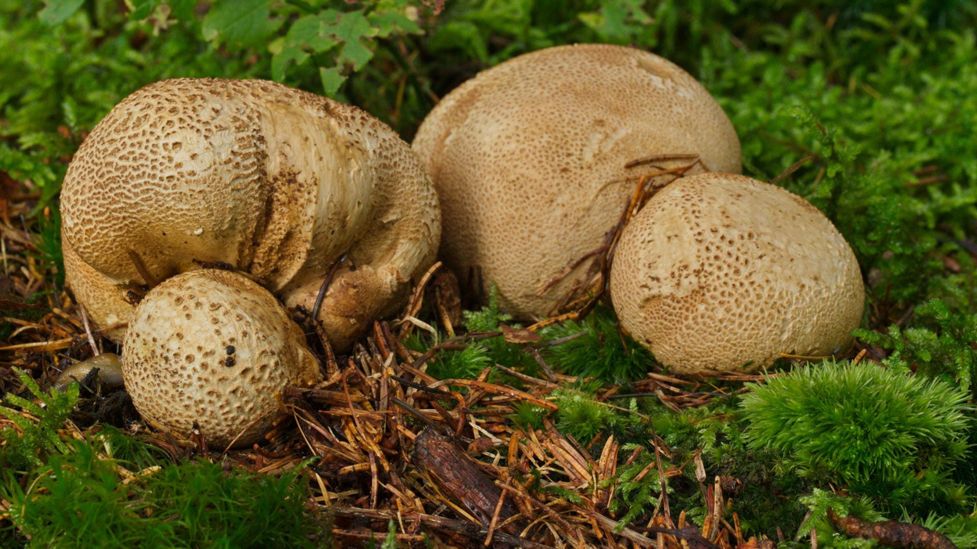 Kartoffelboviste: Durch ihre Farbe und die Struktur der Oberfläche ähneln sie Kartoffeln.