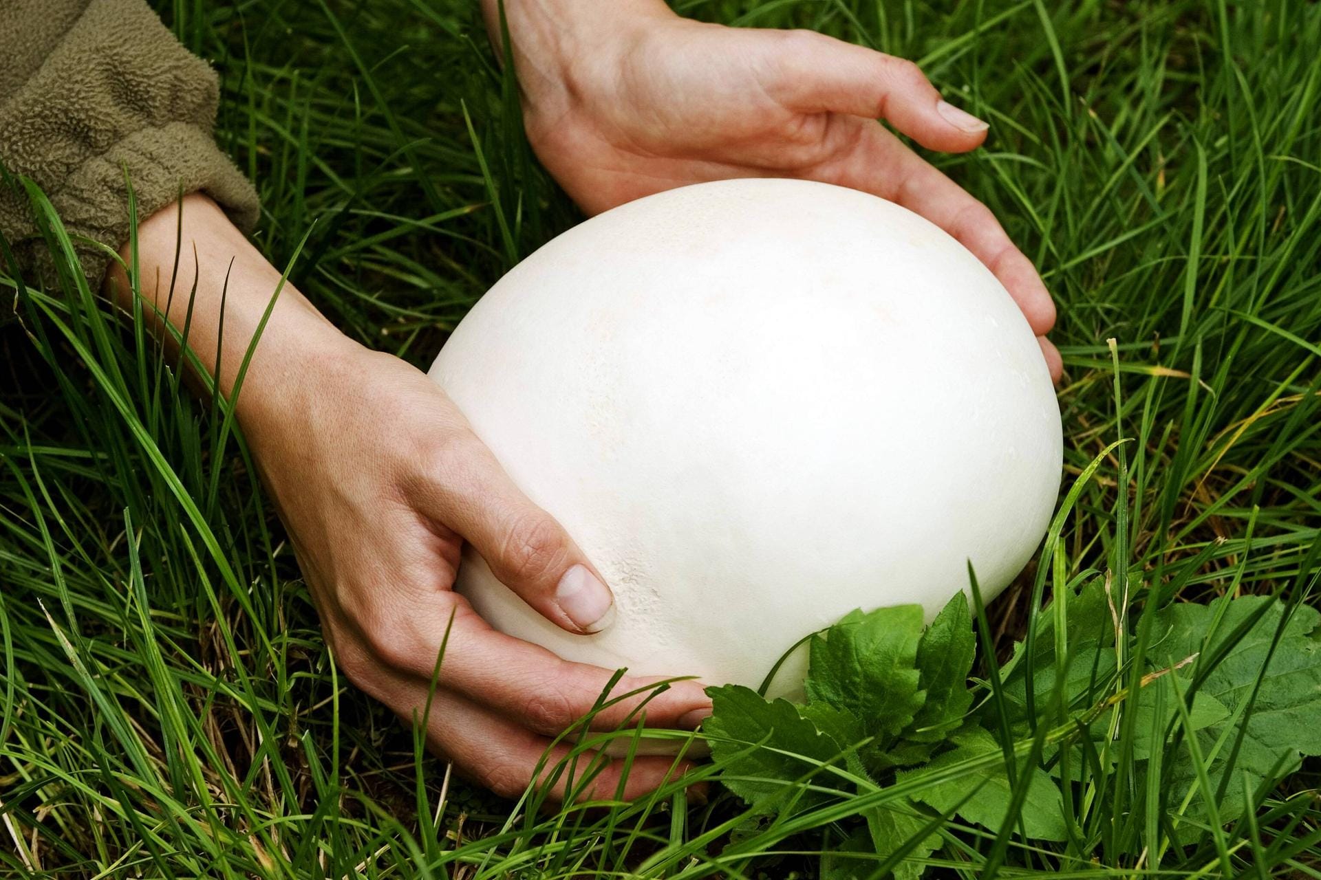 Riesenbovist: Die Pilze sind essbar können groß wie ein Fußball werden.