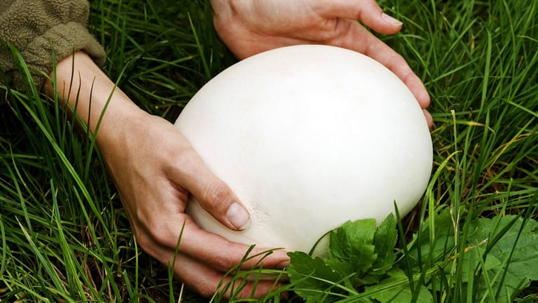 Riesenbovist: Die Pilze sind essbar können groß wie ein Fußball werden.