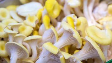 Mit einem Pilzzuchtset von Limonenseitlingen (Pleurotus cornucopiae var.