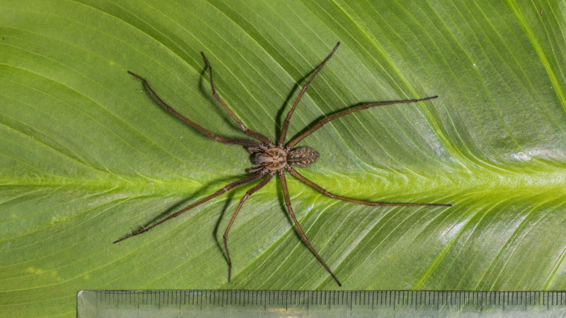 Die große Hauswinkelspinne: kann bis zu zehn Zentimeter groß werden.