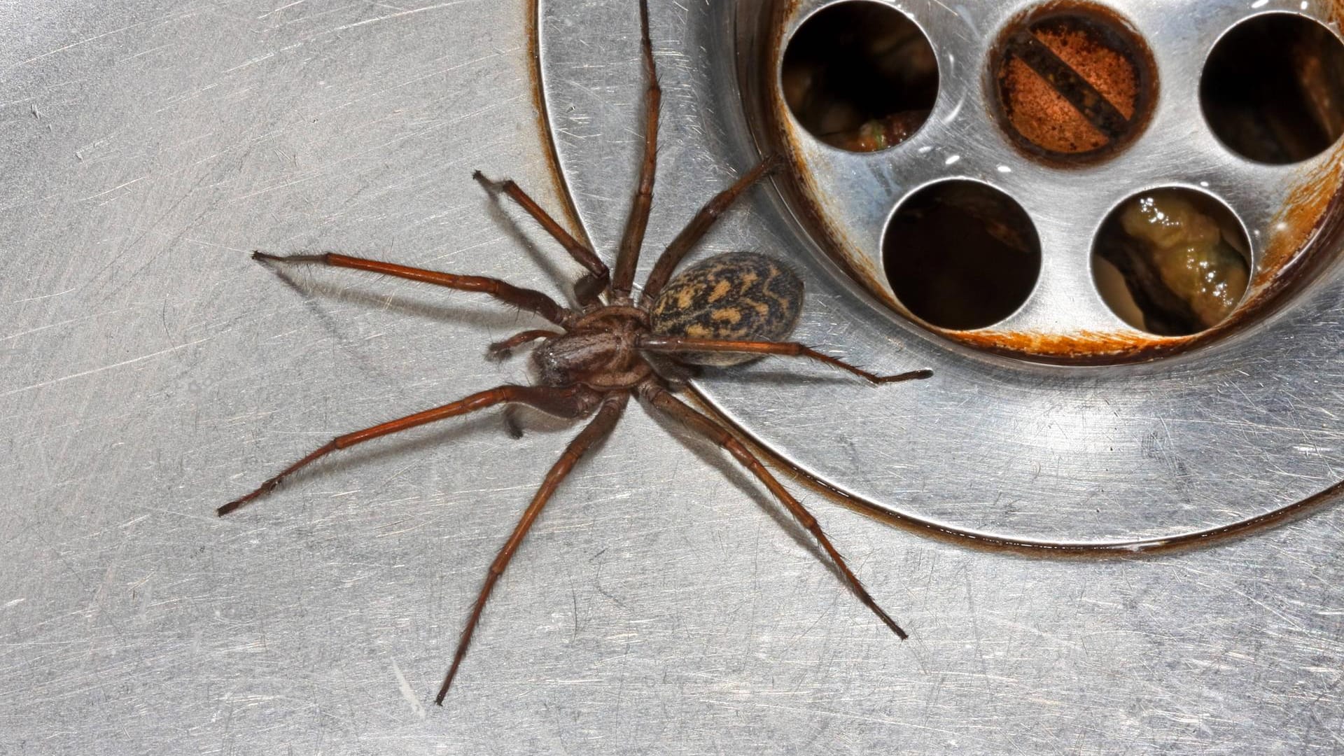 Die große Hauswinkelspinne: Ist dunkelbraun und hält sich gern an feuchten Orten auf, zum Beispiel im Badezimmer.