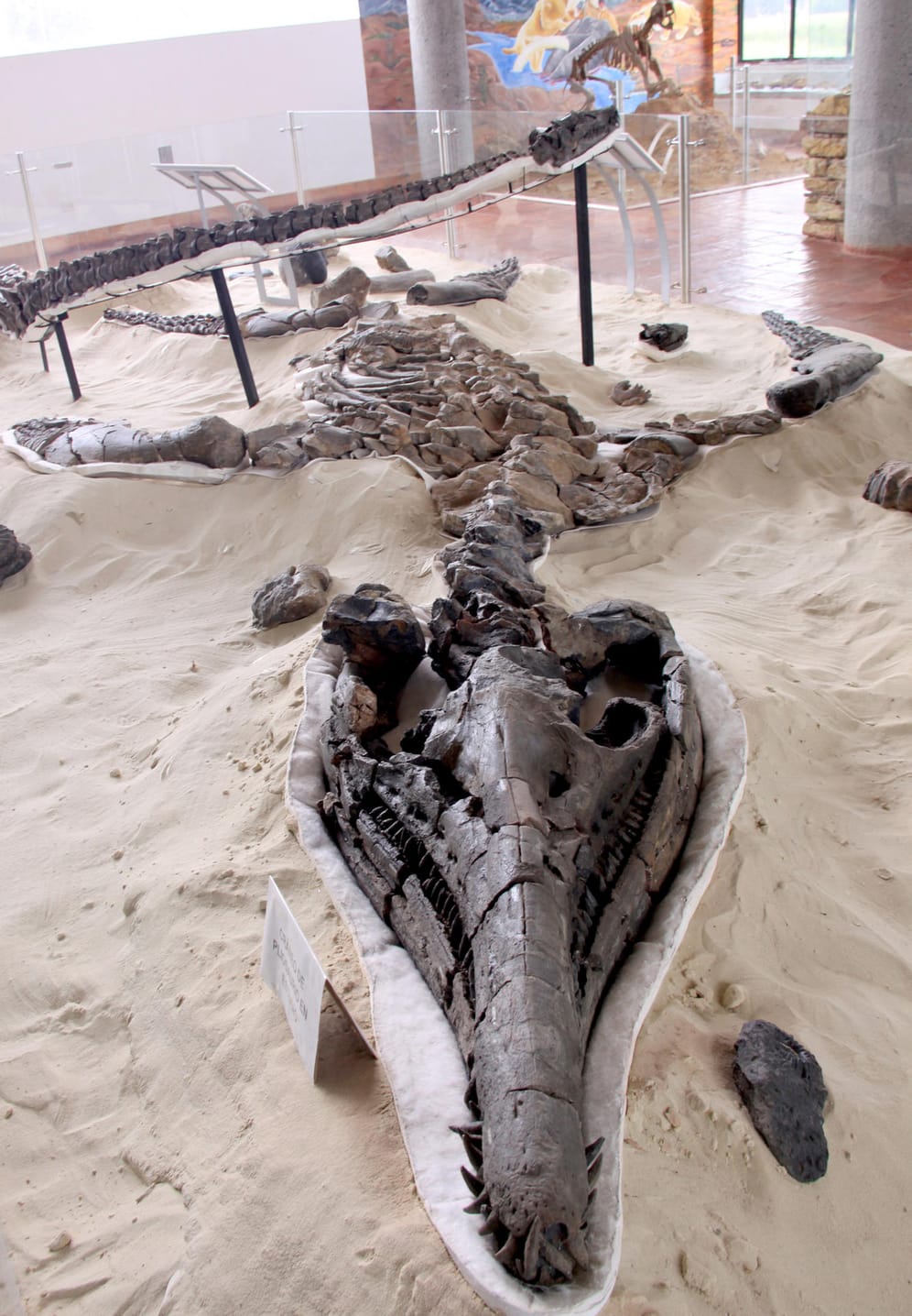 Fossile eines Dinosauriers: Gut erhaltene Fossile sind im paläontologischen Forschungszentrum ausgestellt.