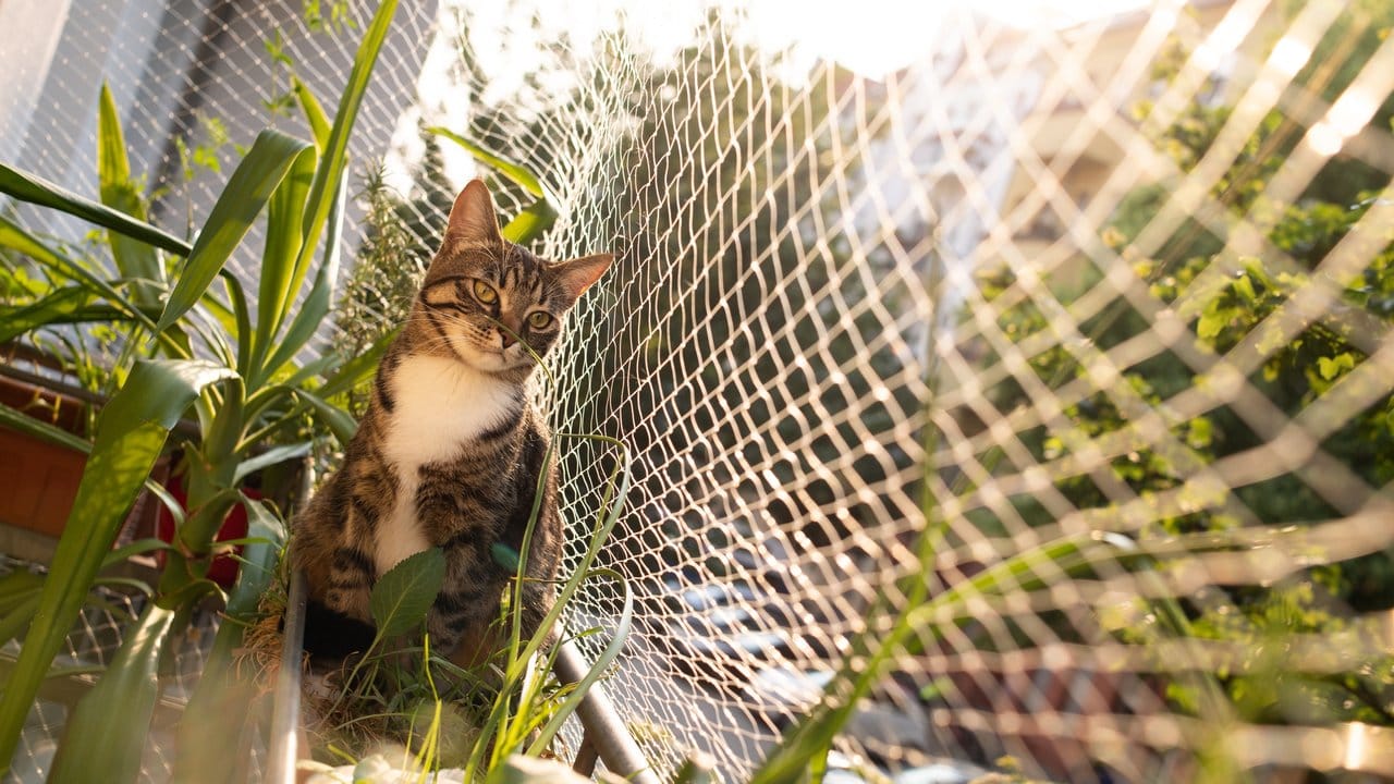 Ein Netz verhindert, dass Katzen vom Balkon stürzen oder weglaufen.
