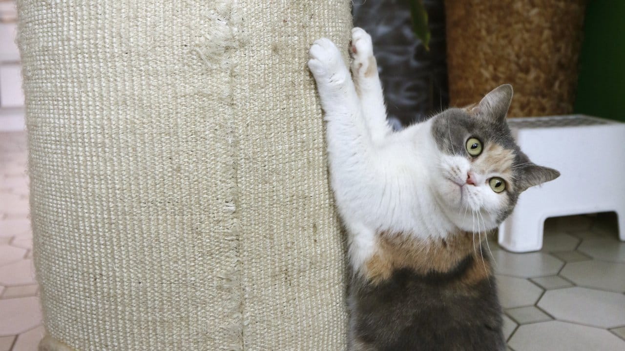 Wer Katzen einen Kratzbaum gibt, verhindert, dass sie ihre Krallen an Sofas oder anderen Möbeln wetzen.