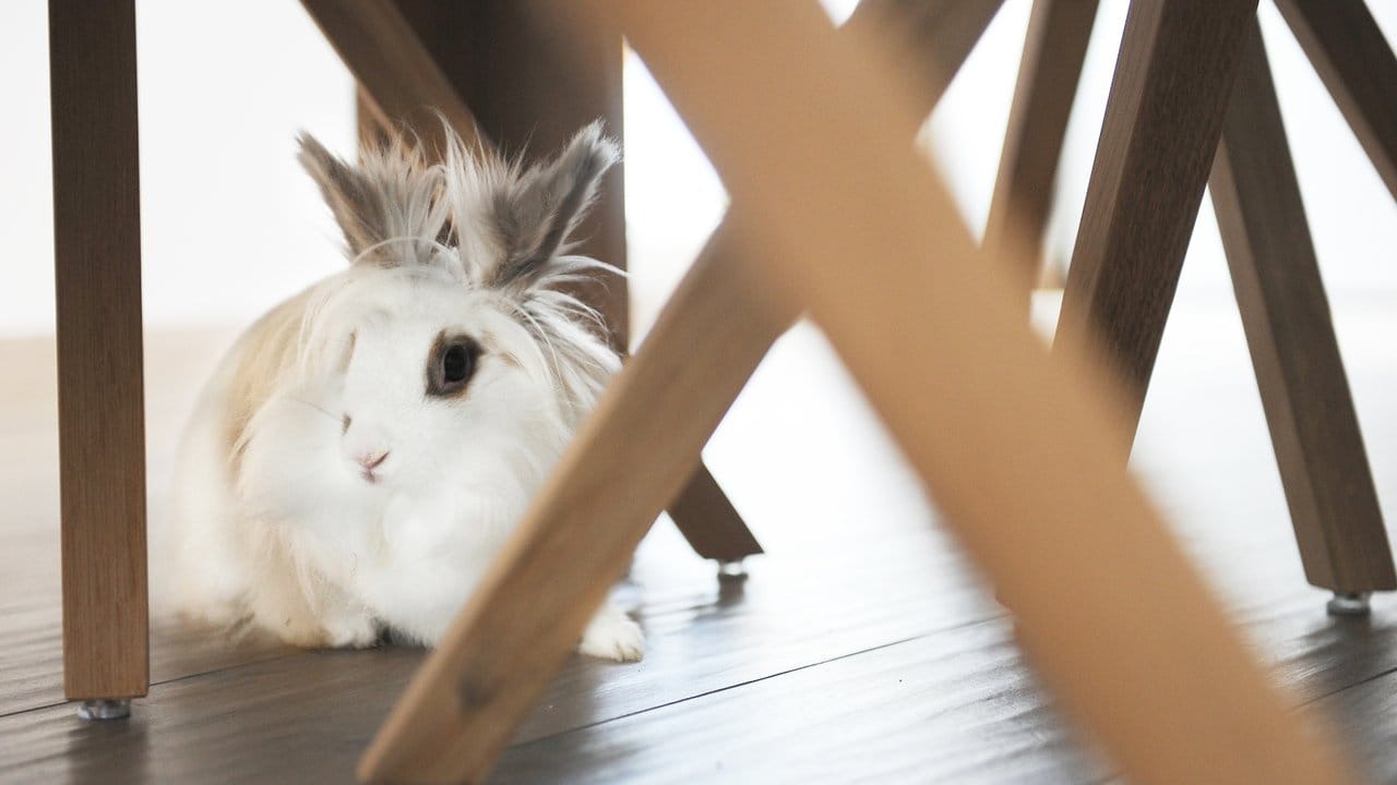 Bei Kaninchen sollte man dabei sein, wenn sie in der Wohnung frei herumlaufen.