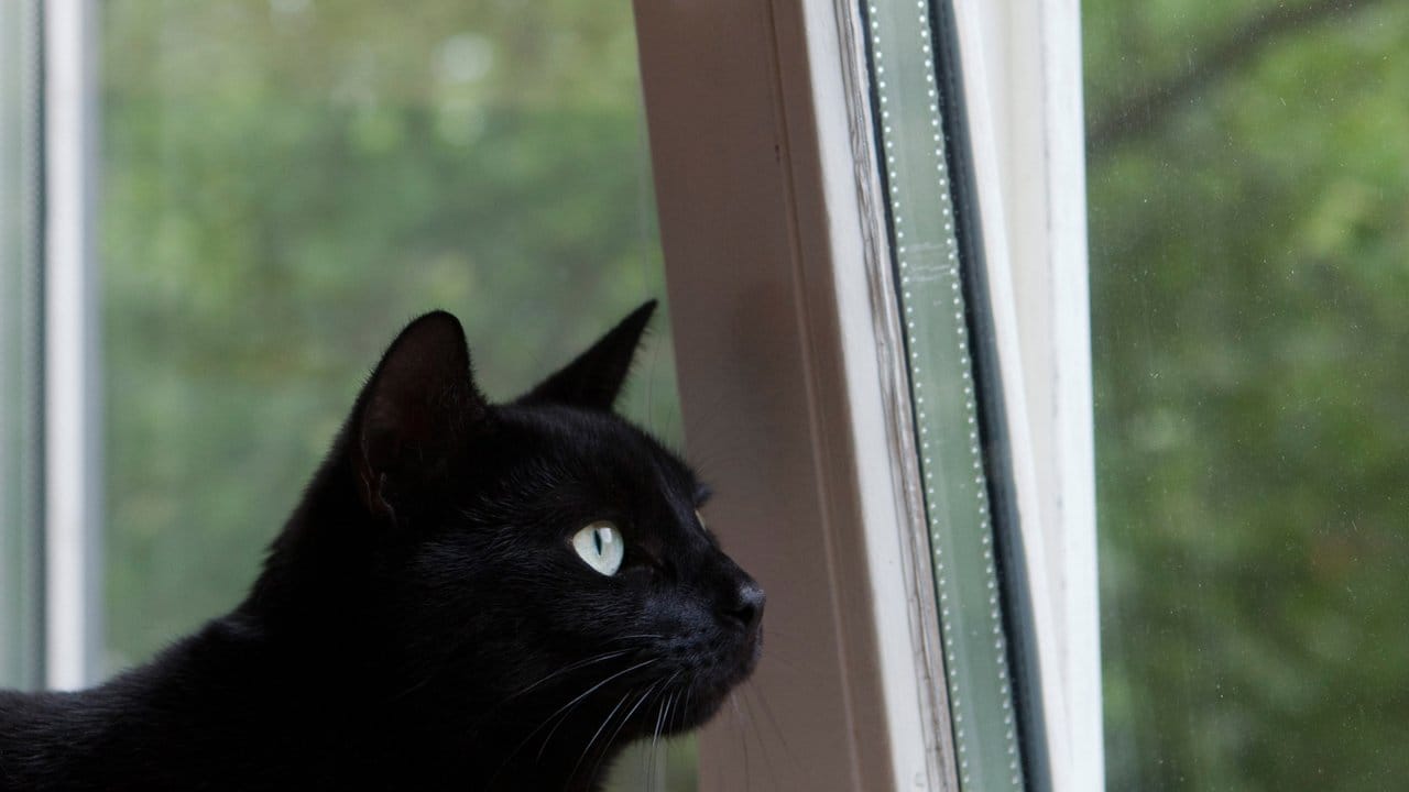 Für Katzen können Kippfenster riskant werden.