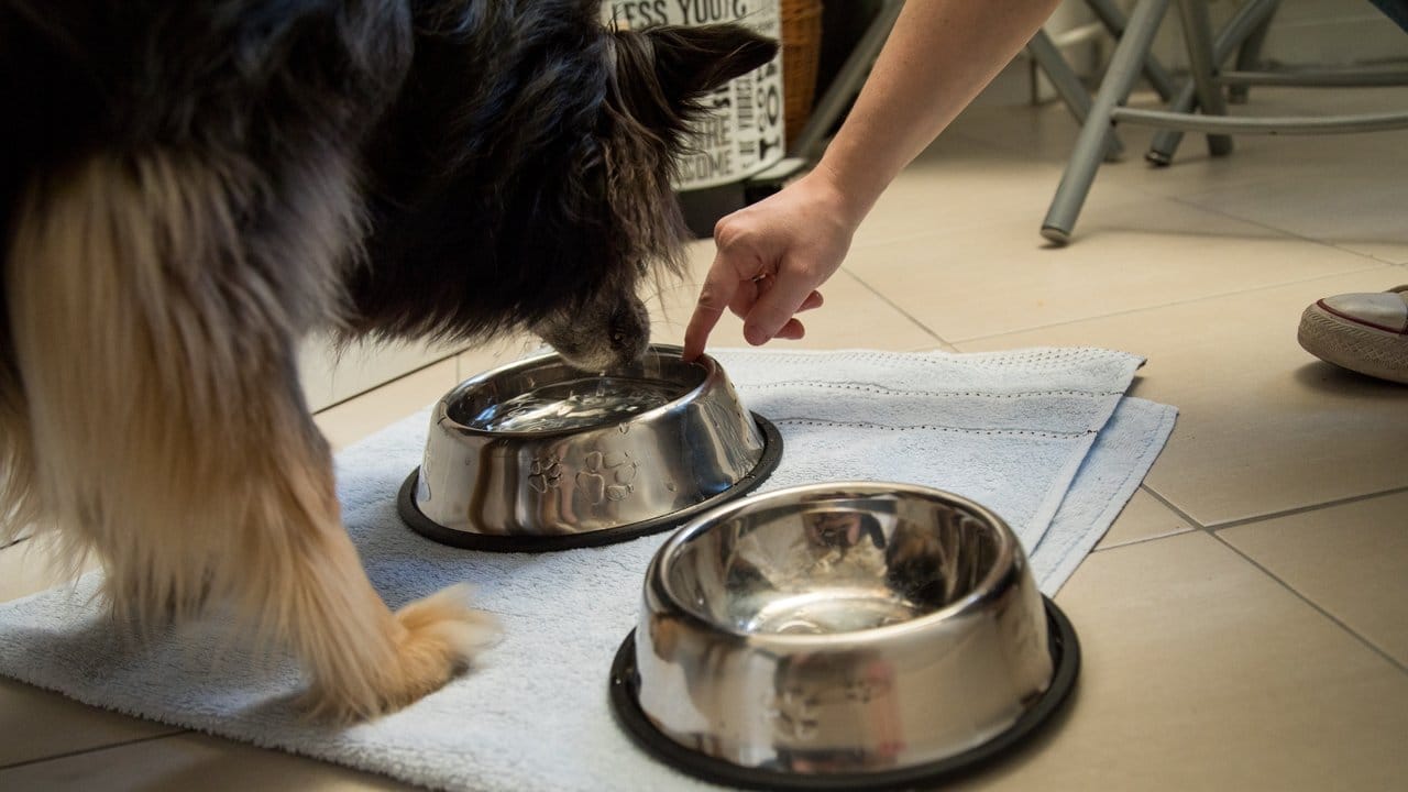 Eine gute Orientierung für Hunde sind feste Orte für den Wasser- und Futternapf.