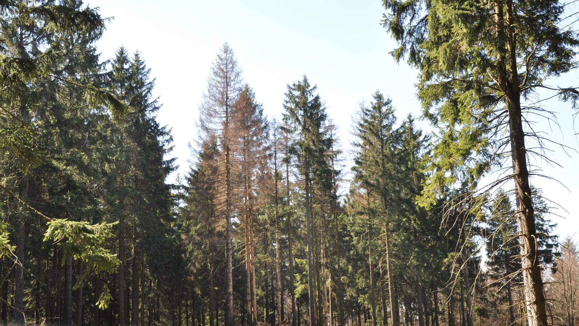 Borkenkäfer befallen vor allem Fichten. Generell gilt: Je wärmer es ist, desto schneller wachsen und vermehren sich die Schädlinge.