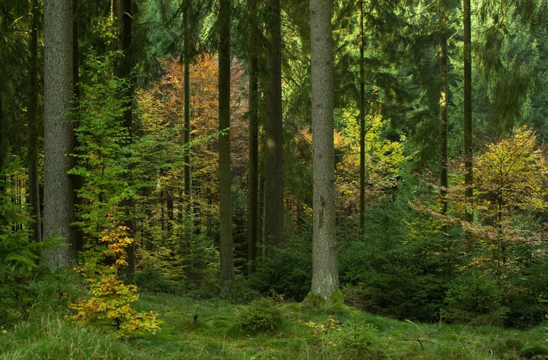 Das Bild zeigt einen Mischwald mit Laub- und Nadelbäumen. Die Trockenheit im Sommer 2019 hat auch Laubbäumen zugesetzt.