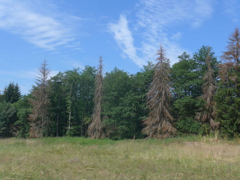 Kommt bald das Ende der Mischwälder in Deutschland? Von Jahr zu Jahr sterben immer mehr Fichten ab. Forstarbeiter ersetzen die verlorenen Bäume so schnell sie können.