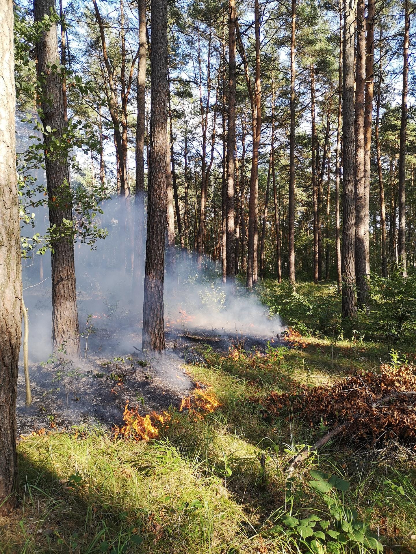 Waldbrände in Deutschland: Die Trockenheit im Sommer 2019 trug dazu bei, dass sich Brände rasant ausbreiten konnten.