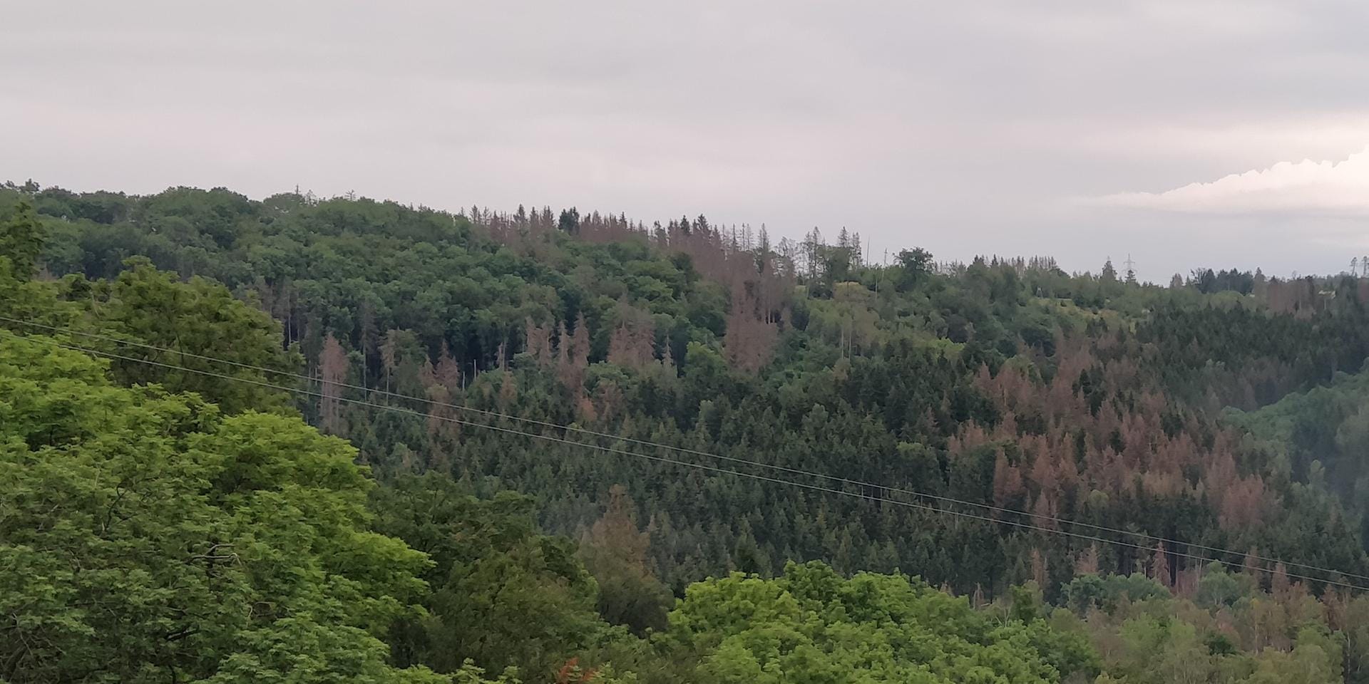 Wer im Harz unterwegs war, sah überall braune Baumkronen aus den Wäldern ragen. Meist sind es Fichten, die von Borkenkäfern befallen wurden.