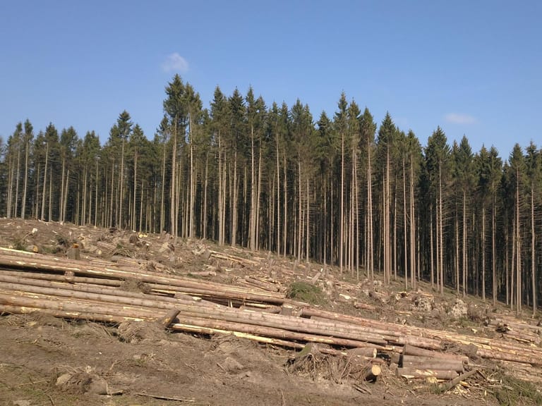 Diese Bäume wurden bei einem Sturm beschädigt. Die freie Fläche ist der prallen Sonne ausgesetzt. Die Folge: Der Boden erodiert und beim nächsten Sturm ist die Waldfläche ungeschützt.