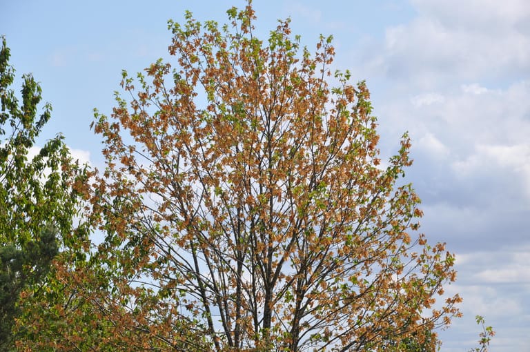 Ein vertrockneter Ahornbaum im Juli 2019.