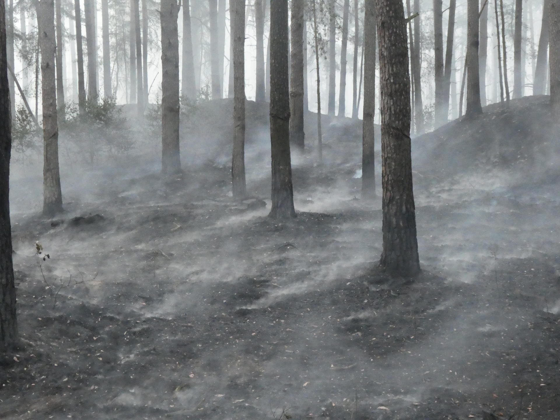 Hier brennt ein Wald: Die trockenen Nadeln am Boden tragen dazu bei, dass sich ein Brand schnell ausbreiten kann.