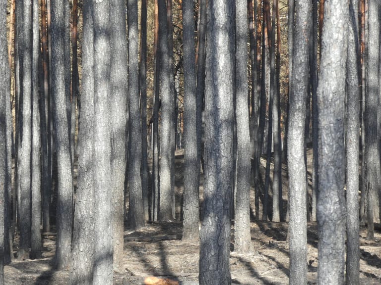 Der Waldboden trocknete im Sommer stark aus. Der sandige Boden und die trockenen Nadeln sind leicht zu erkennen. Hier kann sich ein Brand schnell ausbreiten.