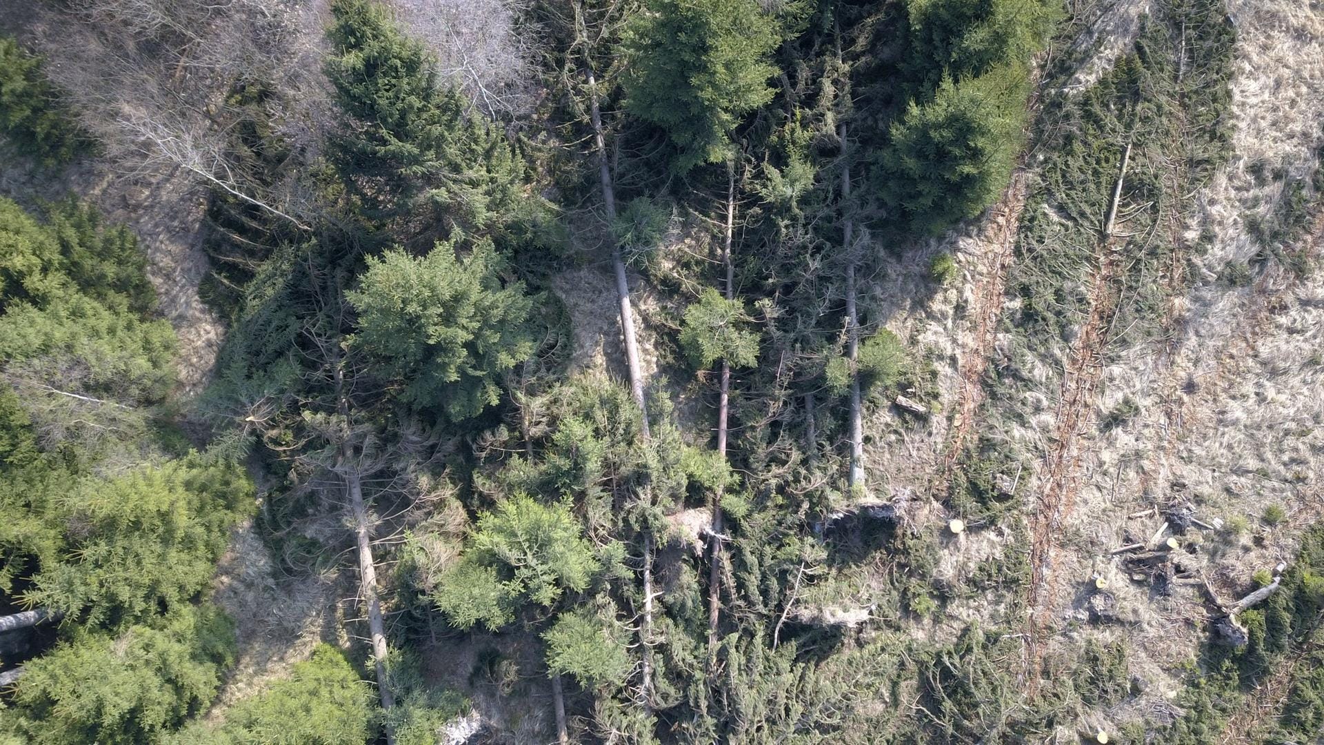Sturmtief "Eberhard" hat im März 2019 Dutzende Wälder in Deutschland verwüstet.
