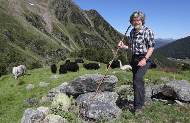 Messner treibt seine Yaks in Südtirol auf den Berg: Der Extremsportler bewirtschaftete auch Bergbauernhöfe, die Yaks brachte Messner von einer seiner Reisen aus Tibet mit.