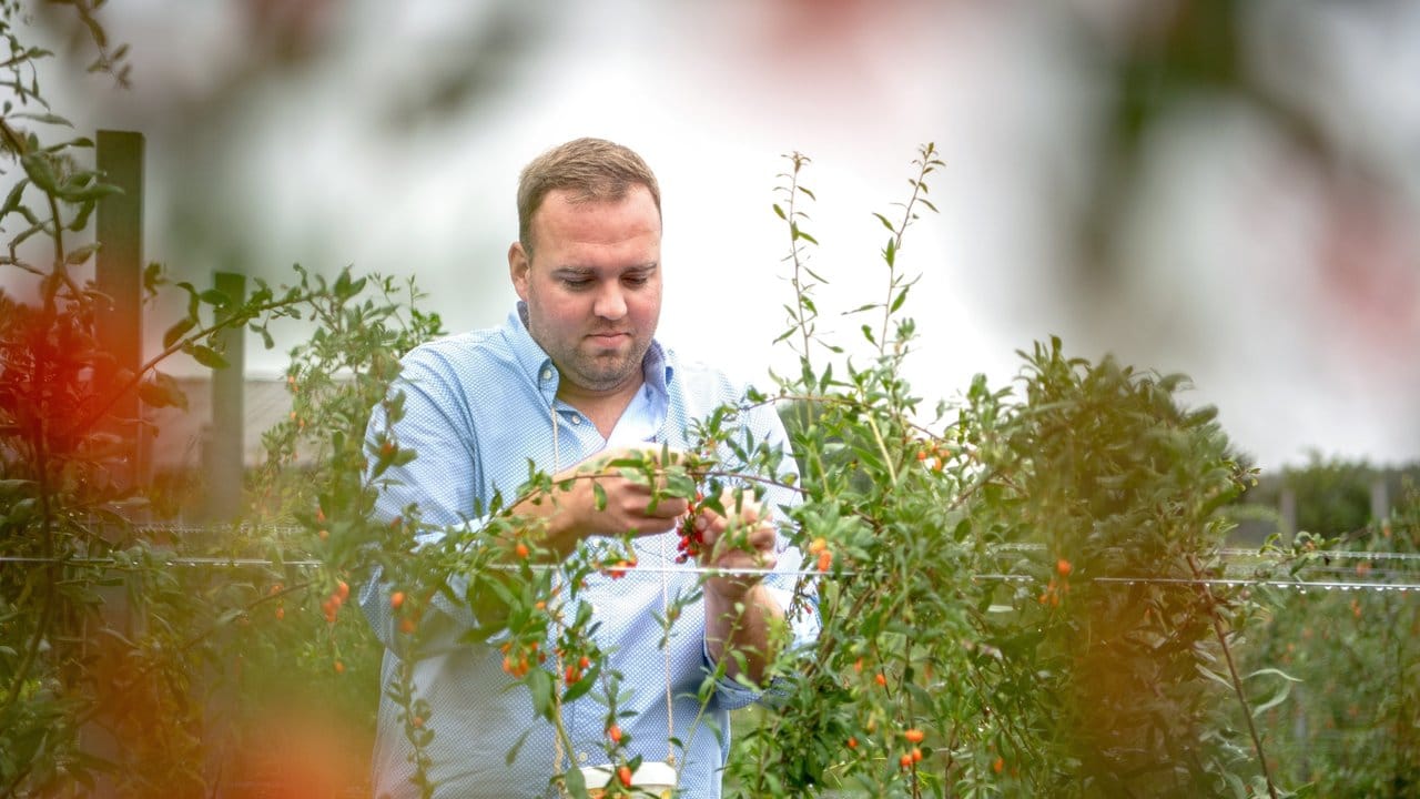 Im Nachgang haben die Beeren eine bitteren Geschmack.