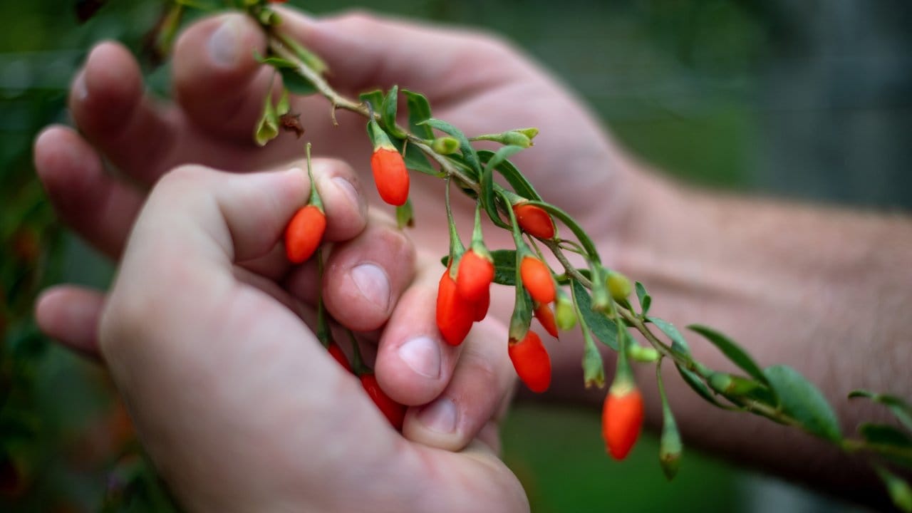 Die Gojibeere enthält viele Vitamine und Mineralstoffe.