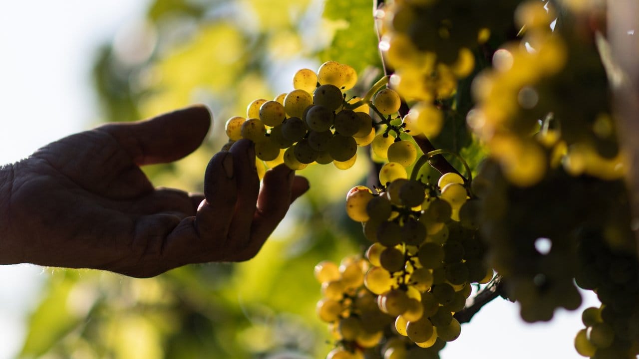 Der sogenannte Orange-Wein wird aus weißen Trauben gemacht.