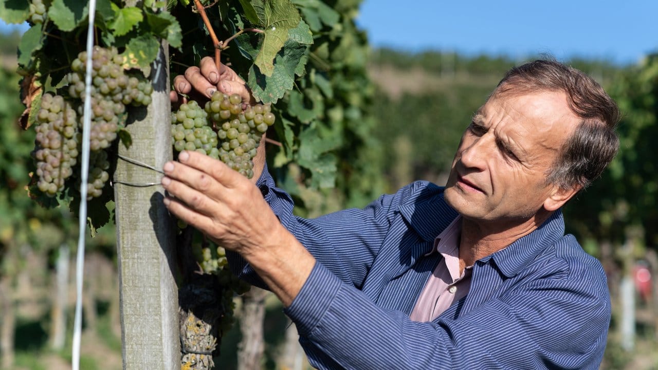 Hubert Lay geht von April bis August die einzelnen Weinstöcke durch und nimmt in Handarbeit alles weg, was nicht hingehört.