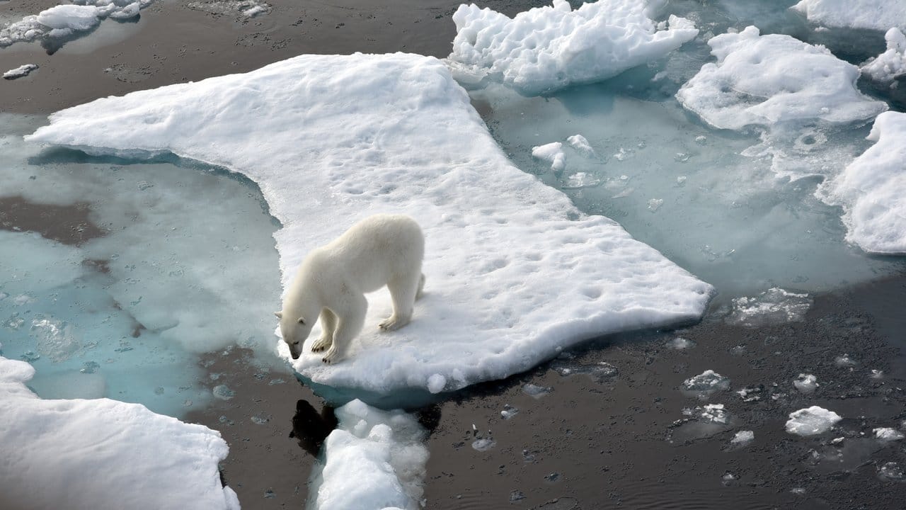 Ein Eisbär steht im Nordpolarmeer auf einer Eisscholle.